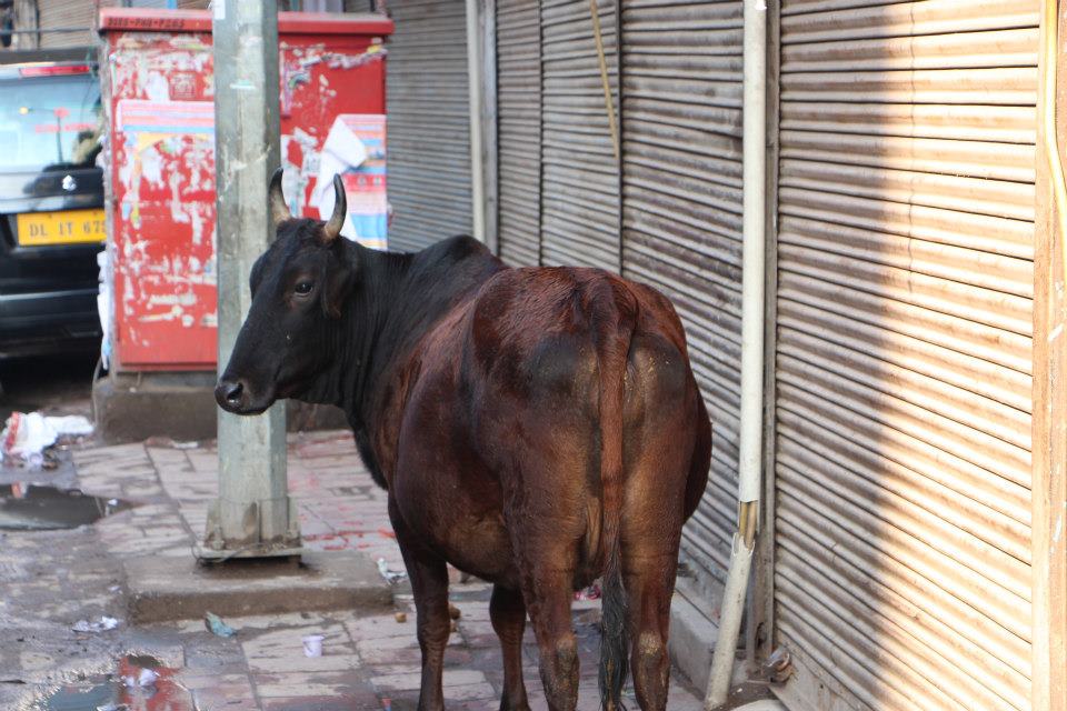 余談だが、インドでは牛が普通に町中を歩いている。